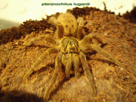 Pterinochilus lugardi 1,0 