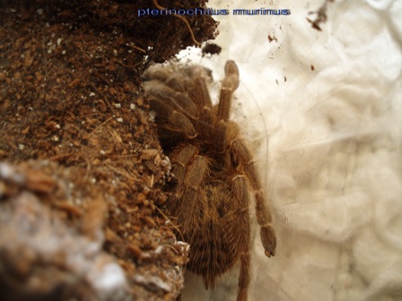PTERINOCHILUS MURINUS 0,0,1