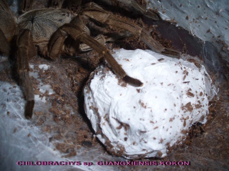 CHilobrachys sp. guangxiensis