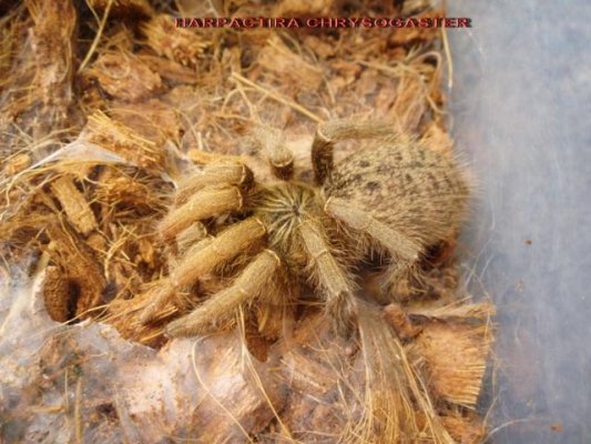 harpactira chrysogaster 0,0,1