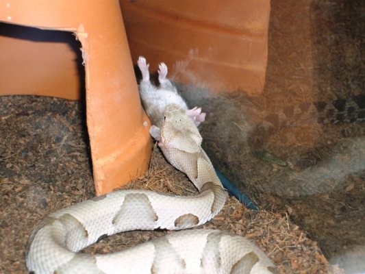 agkistrodon contortrix .c.
