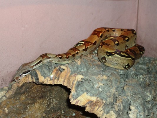 hroznýš královský